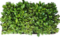 Assortment Jade